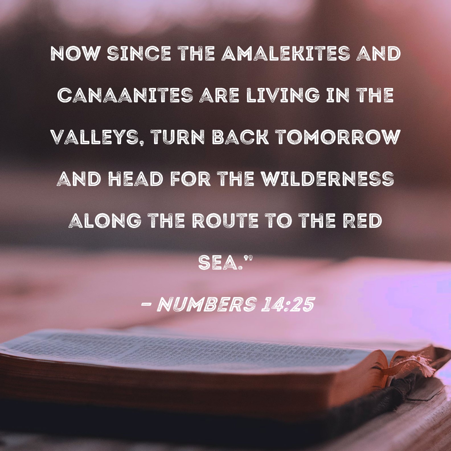 Numbers 14 25 Now Since The Amalekites And Canaanites Are Living In The 